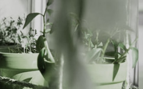 盆栽作文400字9篇