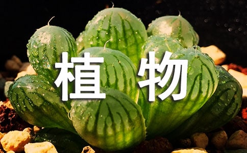 ֲ��l(f��)����ʲô׃���̰��n��