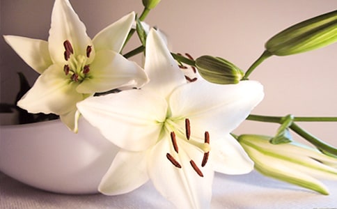 百合花開林清玄讀后感(精選3篇)