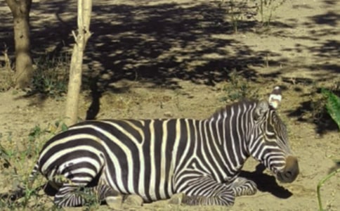 “人行橫道斑馬線未禮讓行人”專(zhuān)項(xiàng)整治行動(dòng)調(diào)研報(bào)告