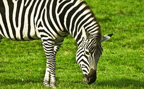 《花斑馬永遠快樂》中班語言教案