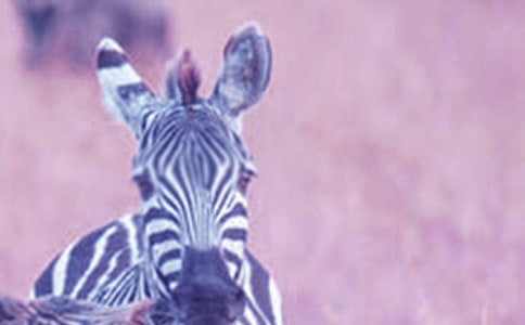 小斑馬奇遇記童話作文(通用31篇)