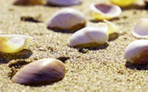 撿貝殼作文集合15篇