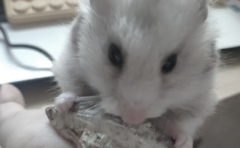 我的動(dòng)物朋友小倉(cāng)鼠作文700字