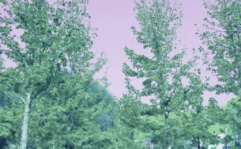 我與春風(fēng)的散文