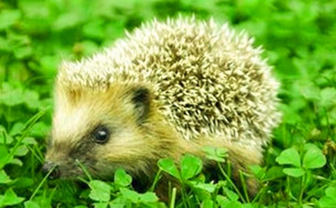 刺猬的說明文(精選31篇)