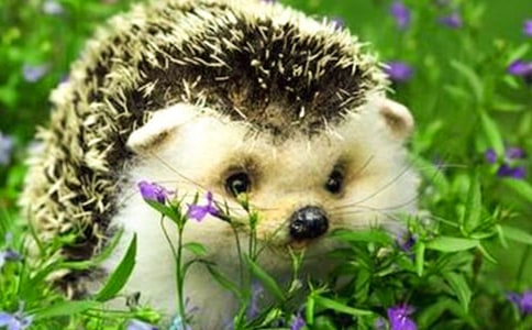 消失的刺猬_750字