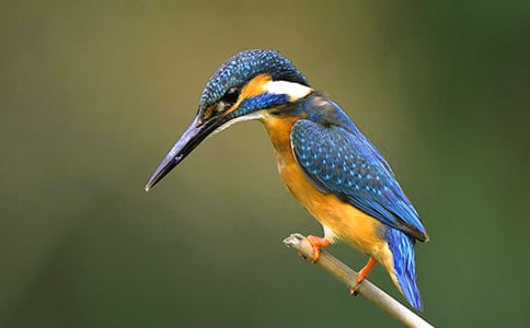 ���B(ni��o)������