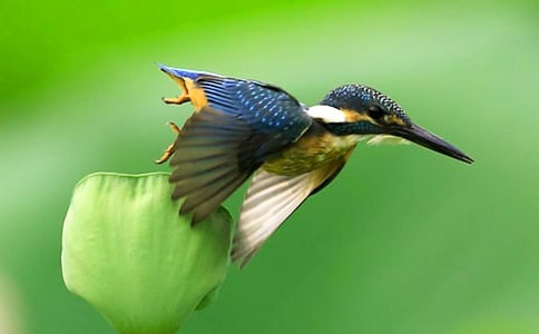 《翠鳥》教學(xué)設(shè)計(jì)范文(通用3篇)