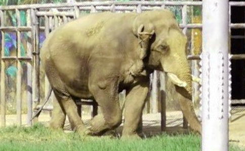 【精品】大象童話作文合集八篇