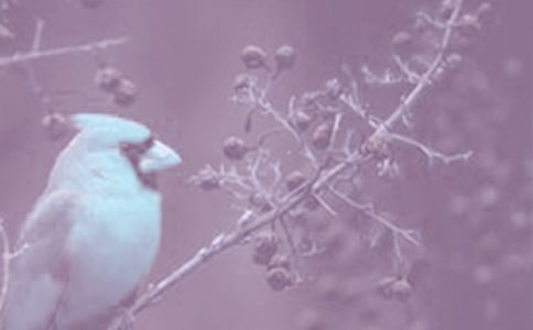 觀察動(dòng)植物的啟示作文