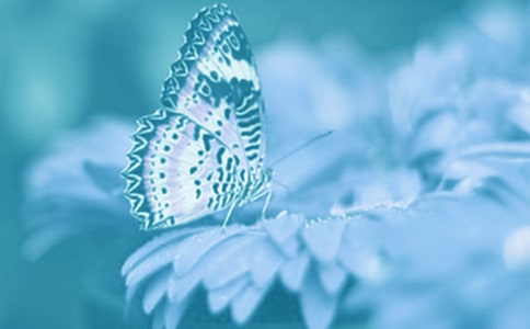 觀察動(dòng)植物的啟示作文_小學(xué)生作文