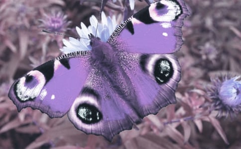 關(guān)于動(dòng)植物的寓言故事