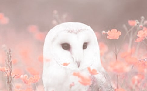 ���o��ֲ������5ƪ