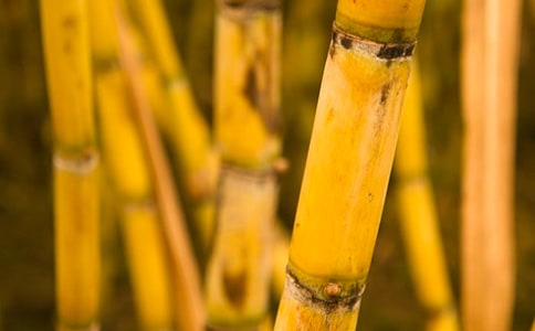 【精華】甘蔗的作文合集7篇