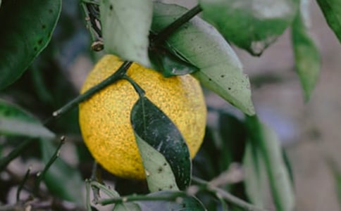 美麗的果園作文【推薦】