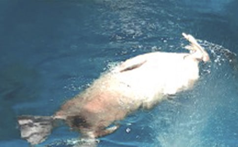 極地海洋公園一日游作文