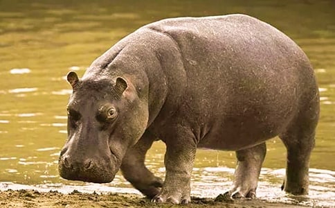 小河馬和刷牙精靈中班語言教學(xué)設(shè)計