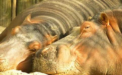 河馬折紙圖解步驟
