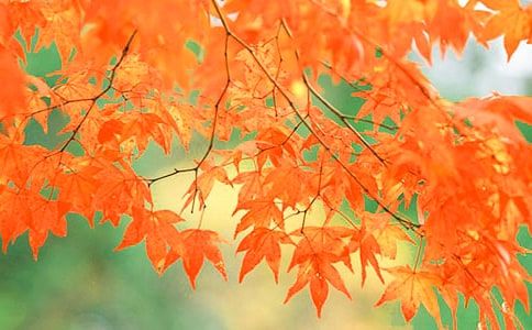 家鄉(xiāng)的紅葉谷作文2篇