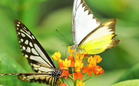 �������Ҽ����g(sh��)�n��