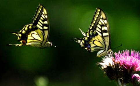 �������Ҽ�С�W(xu��)���g(sh��)�̌W(xu��)��˼