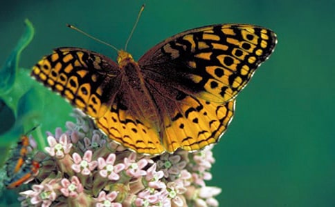 �����ĺ�(ji��n)�P���DƬ�ز�