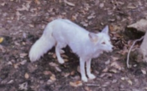 ����ͯԒ���µ�131ƪ����؂���RThe fox and the horse