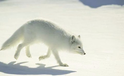了不起的狐貍爸爸優(yōu)秀讀后感范文(精選7篇)