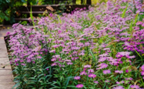 游圣地亞哥友好花園400字作文