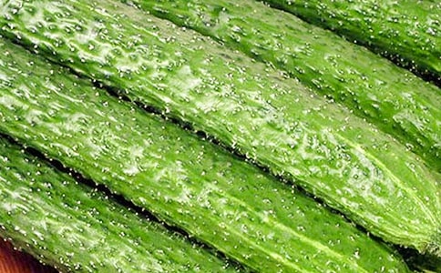 收獲黃瓜作文(精選15篇)