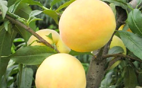 家鄉(xiāng)的黃桃作文7篇