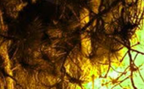 �_չ���λ��(z��i)���(d��ng)���ĵ��w��(hu��)���ģ�ͨ��22ƪ��