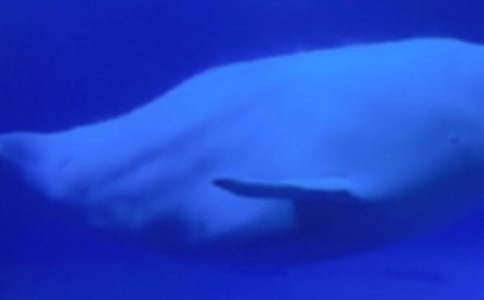 寫鯨魚的童話作文(精選37篇)