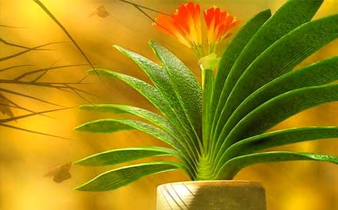 美麗的君子蘭作文(通用9篇)