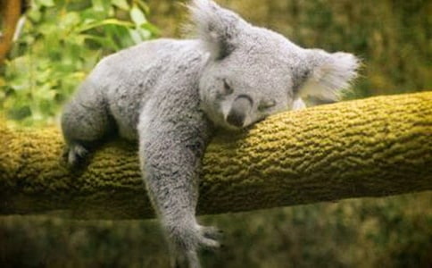 考拉手工折紙圖解教程