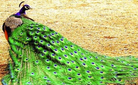 ���С���ȸ�|���w���̌W(xu��)�O(sh��)Ӌ(j��)