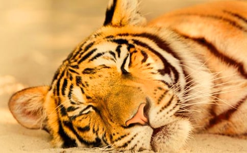 老虎面具的制作方法