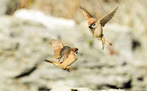 ��������ȸ�ڶ��n�r�̌W��˼����ͨ��