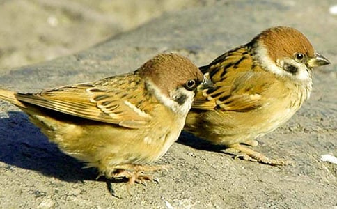 ����ȸ���Ľ̌W(xu��)�O(sh��)Ӌ��ͨ��5ƪ��