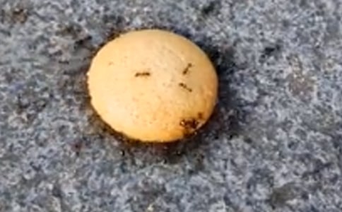 Λρ���꿴�D��Ԓ