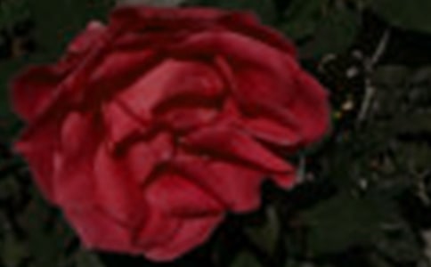 �˽̰桶С¹��õ�廨���̌W(xu��)�O(sh��)Ӌ