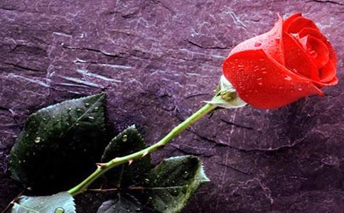 õ�廨�^����ӛ�R��15ƪ