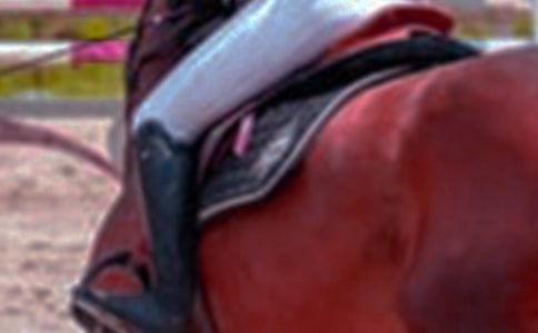 關(guān)于第一次騎馬作文300字匯總十篇