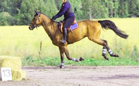 關(guān)于第一次騎馬作文錦集8篇