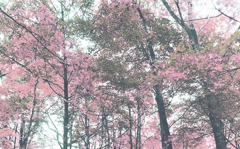 �а��＾�W(xu��)�ڽ̌W(xu��)Ӌ(j��)����ͨ��8ƪ��