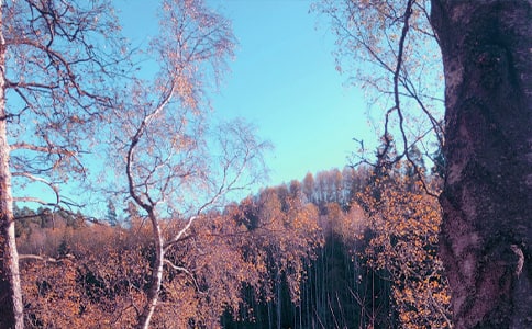 劉長卿-秋日登吳公臺上寺遠眺賞析