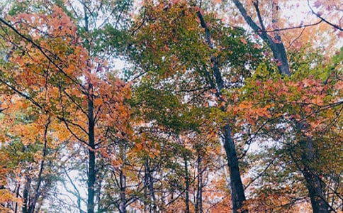 關(guān)于秋日的作文300字四篇
