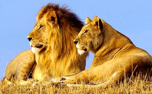 Ԣ�ԡ��ն�ī˹�͵����ߡ������Ӻͪ{�ӡ���(y��u)��̌W(xu��)�O(sh��)Ӌ(j��)