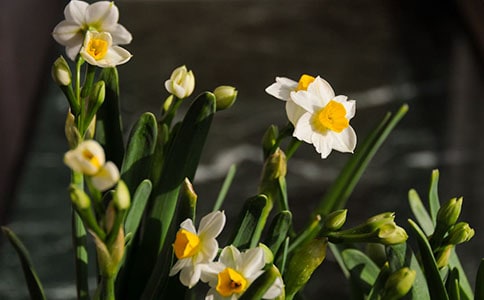 《水仙子 和盧疏齋西湖》原文及翻譯賞析